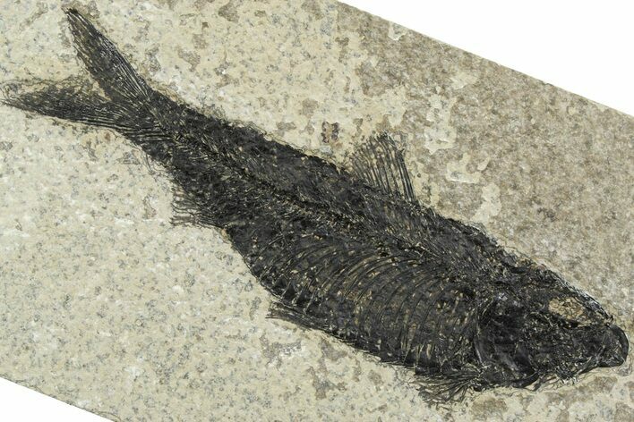 Detailed Fossil Fish (Knightia) - Wyoming #356791